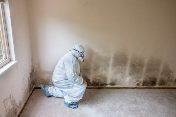 Best Residential Mold Remediation in Harlem Heights, FL
