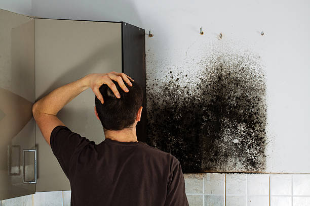 Best Residential Mold Remediation in Harlem Heights, FL